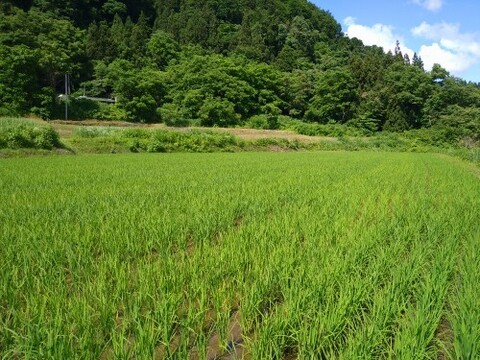 粘り・コシが抜群の杵つき餅　白餅4パックセット