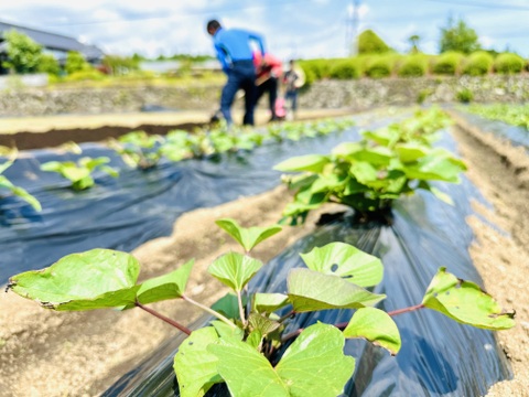 とっても甘い蜜芋‼️4ヶ月熟成　べにはるか（サイズ混合2kg）