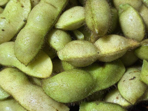 【ムチムチ極大粒❣️】能勢黒枝豆 枝付きで1kg 😋👍豊かなボリュームと深いコク。黒豆になる今が絶品“知る人ぞ知る味‼️”もう普通の枝豆には戻れない‼️🤤大阪府エコ農産物“大阪産（もん）”認証。