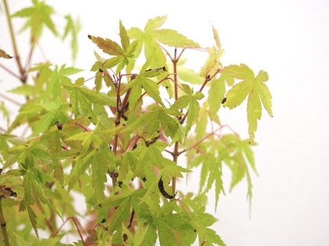 盆栽【紅葉🍁ヤマモミジ】高さ43am×横25cm