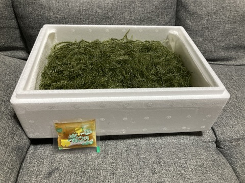 沖縄県産 海ぶどう 茎付き3000ｇ“ 商品の説明⚠️必読⚠️ 楽天市場】茎付き海ぶどう3kg（タレ無し）送料無料 業務用 飲食