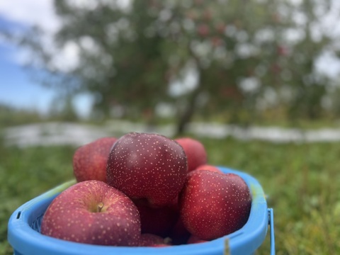 ⛄️雪をまとったりんご『千雪』🍎
一度食べたらクセになる⁉️しっかりした甘味と豊かな香り🌟

A品、B品ミックス(贈答用、家庭用混ざります)
