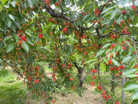 近日中発送！【クール便】紅秀峰 500g箱 LM混み さくらんぼ