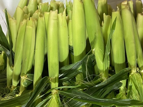 【新鮮朝採り】シャキッと甘いヤングコーン4kg(増量中！)