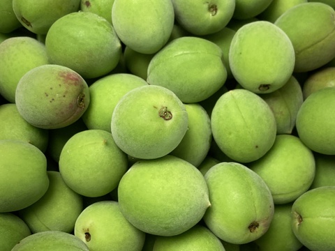 【お買い得】サイズいろいろ！ご家庭用「青梅 １Kg」