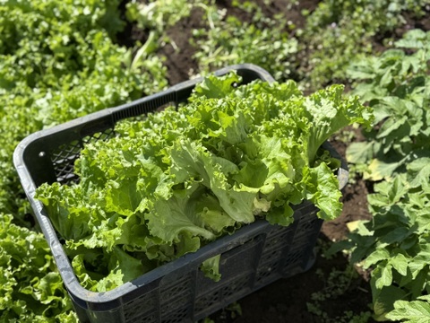 採れたて！旬の野菜セット(8〜12品目)【冬ギフト】