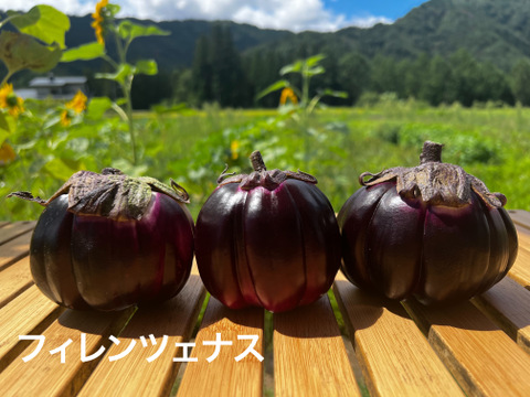 うま味ぎっしり。ナスいろいろセット 1kg