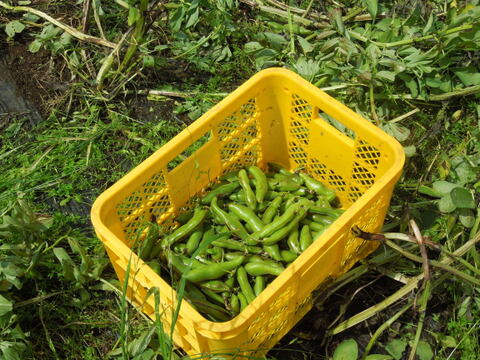 【予約】新鮮朝採り空豆（そら豆）　5㎏・農薬、化学肥料、除草剤不使用