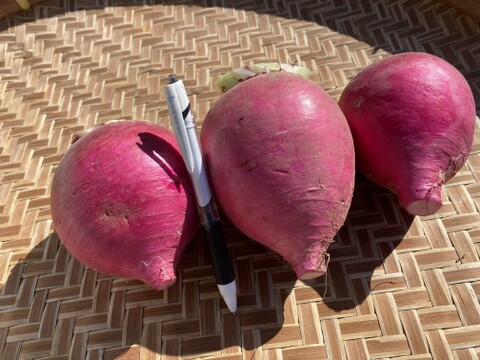 もものすけ5㎏(15～20個)、土ん中でワッハッハ！腐植栽培と微生物が育てた桃色の驚きカブ