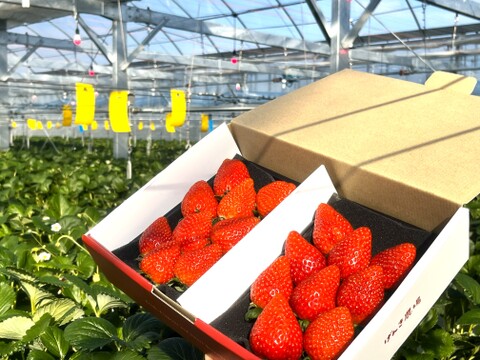 《濃厚しっとり美味しいイチゴ♪》よつぼし280g×2パック　佐賀県基山町産