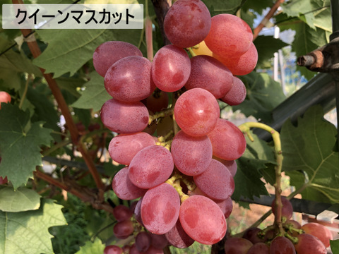 「数量限定」 粒ぷりっぷり食感！果汁が溢れ出るバイオレットキング 800g クイーンマスカット100g程度おまけ有　　少量食べ比べクール便