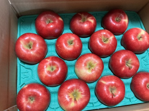 【幻の小玉第1弾】シナノプッチ3キロ箱 新しい定番 〜21 商品ID41124 長野県 信州 安曇野 リンゴ 幻 幻のリンゴ 予約 希少 旬