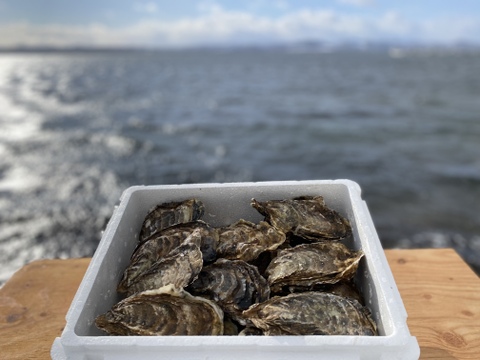 冬期限定！オホーツクサロマ湖産殻付き牡蠣　厳選5ｋｇ(2年物　加熱用)