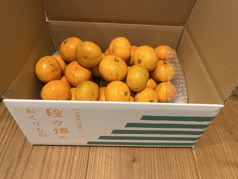 今食べてほしいたべごろに仕上げ　石積み潮風段々畑の石地みかん1.5kg　SMサイズです傷などはありますがミカン好きはぜひ7箱まで送料同じ