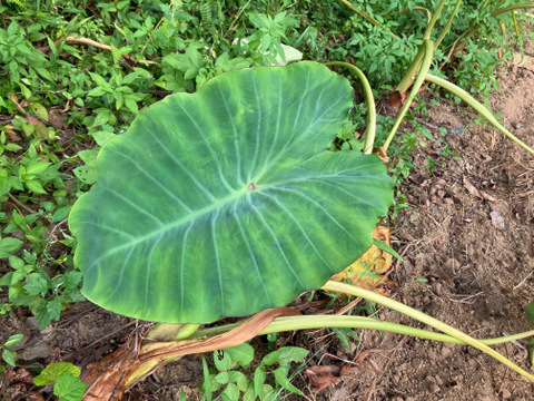 屋久島産里芋　女早生　1.5kg