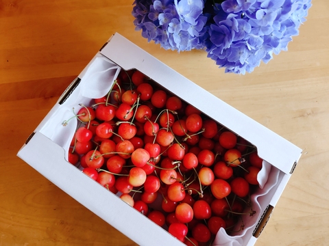 さくらんぼ「佐藤錦」バラ詰め１KG