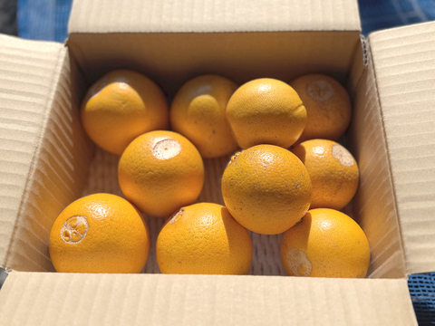 ◆販売準備中【晴れの国・岡山産】独特の香りとキレの良いすっきり甘酸味！特別栽培ネーブルオレンジ～２Kg前後入り～三か所ある栽培場所で収穫した果実をミックス【大小無選別・風味食べ比べ】