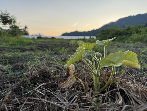 【福袋2025】食べチョク八周年記念セット