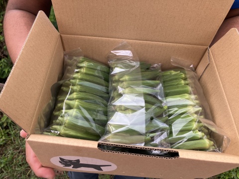 2025やなかーぎ‼️ど根性粘りの石垣島産オクラ⭐️約1.5キロ