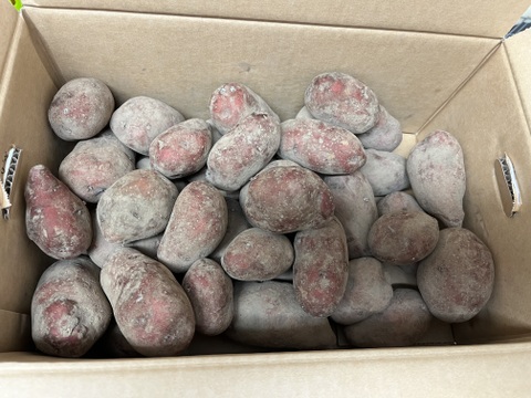 北海道【越冬熟成じゃがいも】 レッドムーン（5kg）：北海道産のレッド