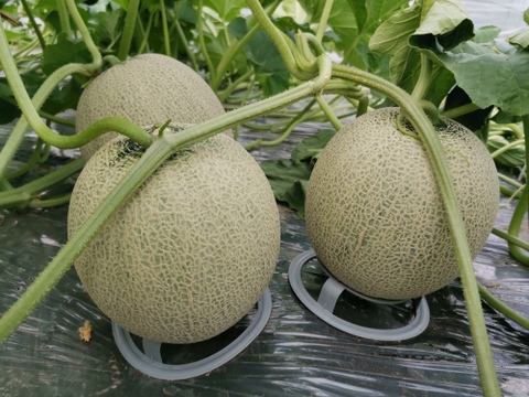 【冷蔵便】【1.6kg・2玉入】北海道夕張郡産キングメロン