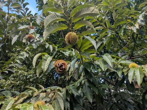 甘み熟成！ほくほく和栗1㎏ S～Mサイズ（約100粒）　皮がぽろっと簡単な「ぽろたん」小粒でも食べ始めると止まらない！ 【冷蔵クール便】