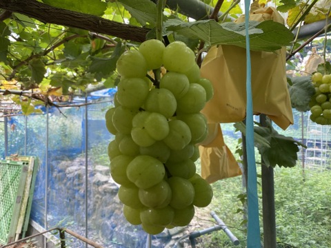 タンポポ農園のブドウたち③