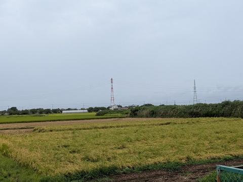 【令和7年新米】早生米（発送可）　五百川　5kg（精米）