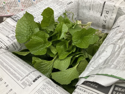 【朝採り当日発送】120年守る安曇野の湧水育ち。希少な「葉わさび2kg」