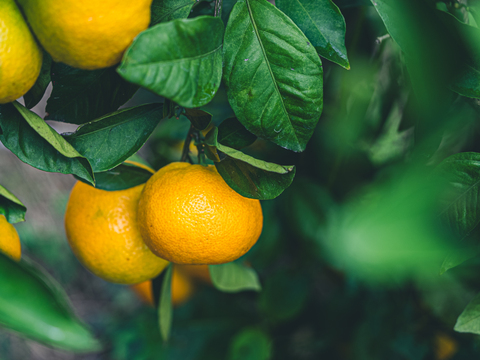 ■限定10箱■【EHIME UWAJIMA】とろ甘の樹上完熟ゆら早生Aセレクション（家庭用)
2.7kg