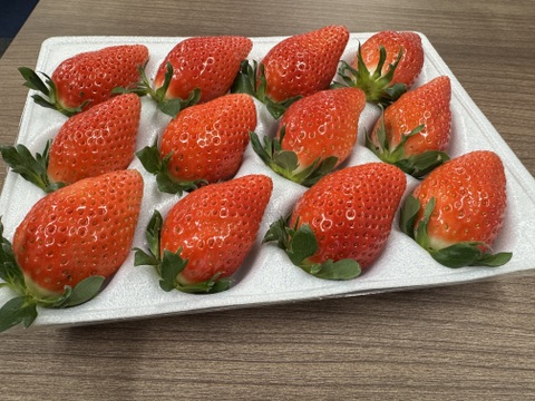 【完熟】JGAP認証食べ比べ2品種セット(2パック入り)千葉県産