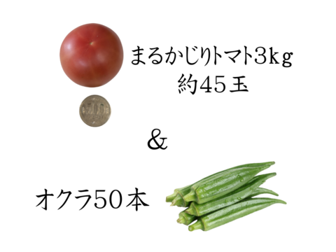 熊本県八代産まるかじりトマト３ｋｇ ＆ オクラ５０本セット