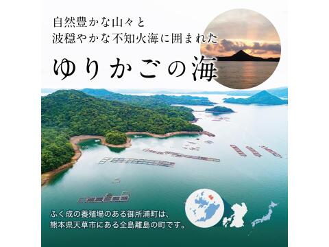 【体に嬉しい(^O^)プレゼント付き】旨味凝縮「真鯛のカマ」に、豪華な「零（しお）」プレゼント！