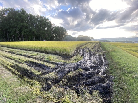 【令和7年度産】完全農薬不使用・化学肥料不使用・動物性堆肥不使用。天日乾燥。うるち米 玄米（コシヒカリ ）10kg