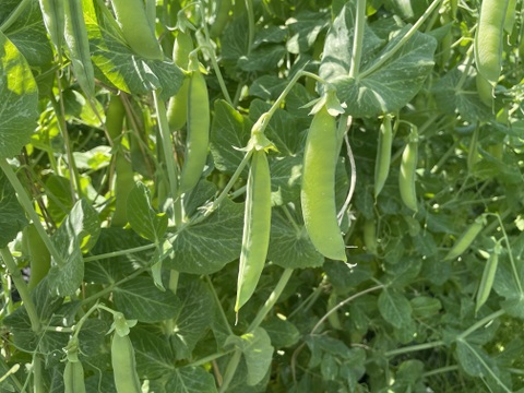 京都山城産　朝摘みうすいえんどう豆🫛　さや付き500g