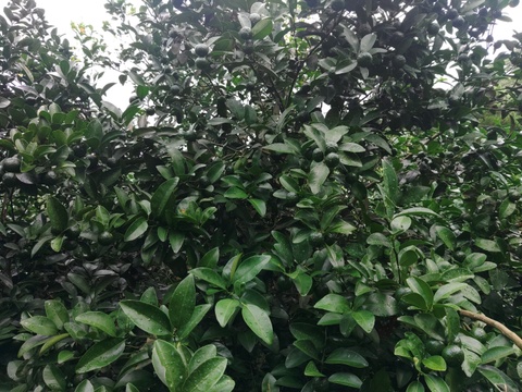 シークヮーサー（ヒラミレモン）2kg