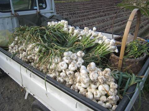 🌿貴重な有機 フレッシュ生ニンニク🌿【有機生ニンニク500g(５玉程度)】フレッシュは今だけ‼️丸ごと食べて‼️ほっくりです！辛味も香りも柔らか‼️もちろんこのまま常温保存可能！２個まで送料同額！