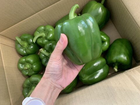 山形県産パプリカ緑（ジャンボピーマン）2kg