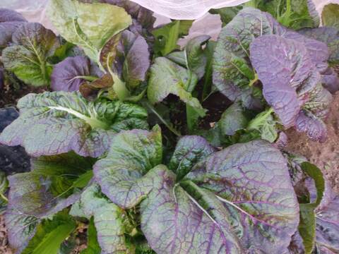 ✨【福袋】レアベジ・カボチャ含むお野菜セット（農薬・化成肥料不使用）おまけ付✨