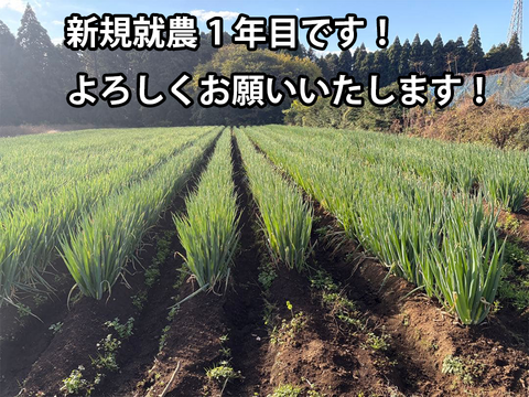 【消費者応援!】泥付き白ネギ 約5.5kg 千葉県東金市産 長ねぎ 葱