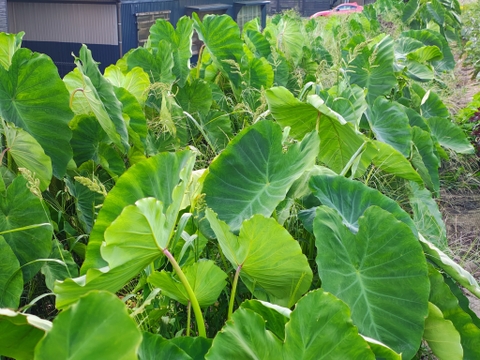 【栽培期間中　農薬不使用】ねっとり濃厚。えぐみ少なく、味しみ抜群。毎日使いたくなる里芋「土垂（どだれ）」(500g)