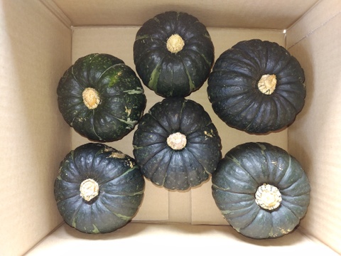 【数量限定】坊ちゃんかぼちゃ ”三浦半島産” ホクホク甘い！（6〜12個、約3kg）