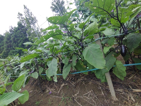 【単品】きゅうりとなすのセット🥒🍆5本ずつ☆ キュウリと茄子🥒🍆☆ きゅうりとナス☆キュウリとなすび☆採れたてをその日のうちに発送いたします☆