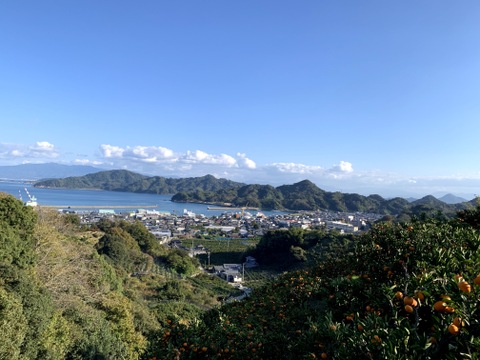 香りが違う！フレッシュカレーリーフ！