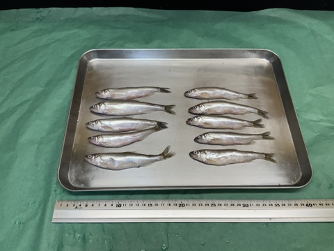 【今や幻の魚】本柳葉魚/ししゃも/10匹/オス/-60℃急速冷凍/刺身用【冷凍】