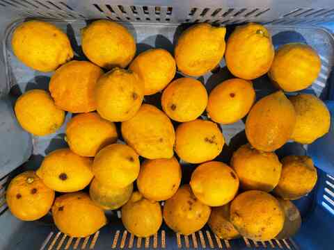 【訳あり】香り爽やか❗安心して使えるレモン栽培期間中農薬不使用2ｋｇ