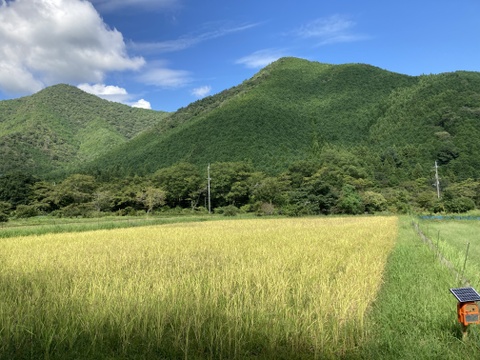 【農薬・化学肥料不使用】令和６年度産コシヒカリ米（10㎏）丹波産