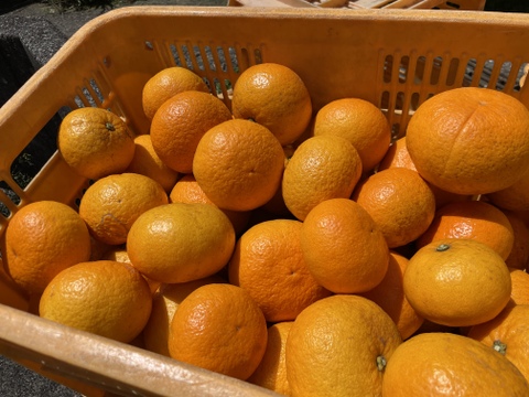 【栽培期間中：農薬・肥料不使用】125年の歴史と「垂直仕立て」が育む生命力溢れる紅甘夏（大崎下島産）無選別10㎏