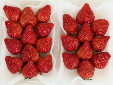 福岡県特産「あまおう」500g  大粒！福岡県エコ農産物認証・こだわり栽培！