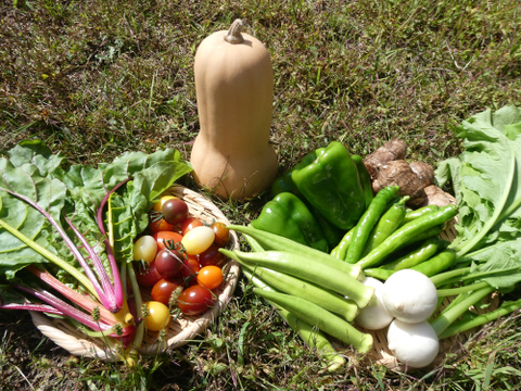 季節の野菜セット７～８品（Ｍサイズ・3～4kg前後）旬の野菜をお届けします